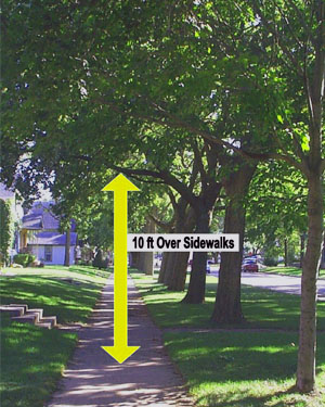special_topics_sidewalk_trees