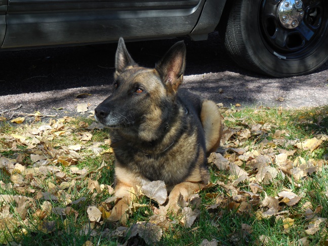 police_k9_ares1